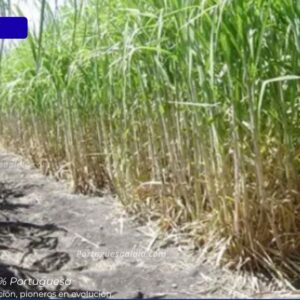 Fundacaña envía 3.000 paquetes de semilla certificada a Turén