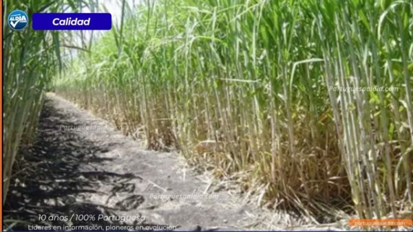 Fundacaña envía 3.000 paquetes de semilla certificada a Turén