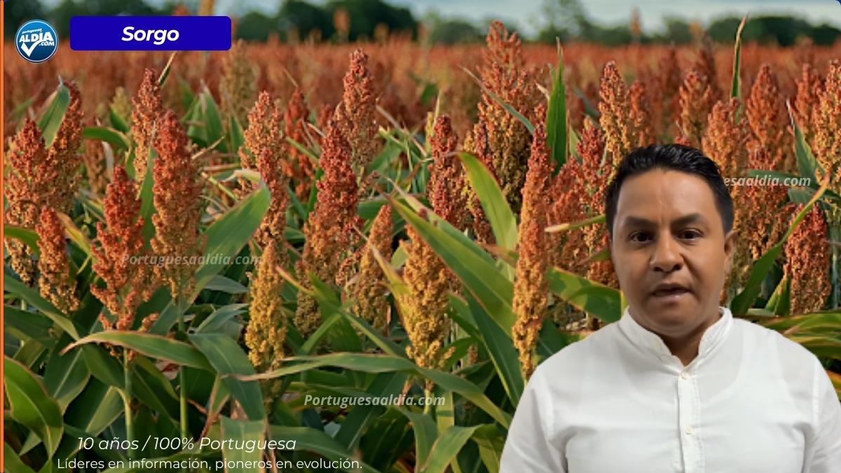 Plan Nacional de Sorgo