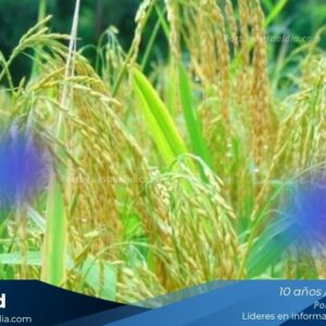 FEVEARROZ: productores de arroz enfrentan escenario crítico que pone en riesgo su rentabilidad
