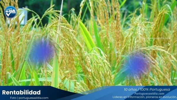 FEVEARROZ: productores de arroz enfrentan escenario crítico que pone en riesgo su rentabilidad