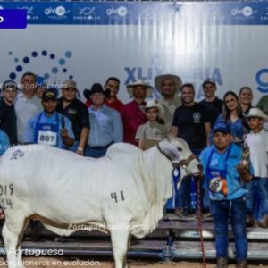 Ejemplar Miss Esfuerzo 2419, Campeona Reservada Intermedia Brahman Gris en la Feria del Cebú 2026.
