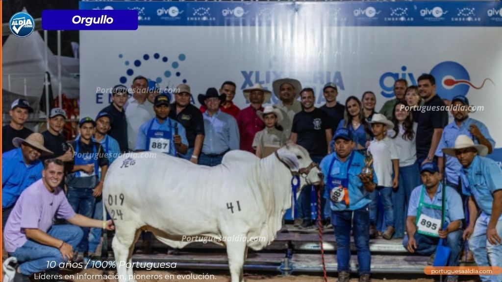 Ejemplar Miss Esfuerzo 2419, Campeona Reservada Intermedia Brahman Gris en la Feria del Cebú 2026.