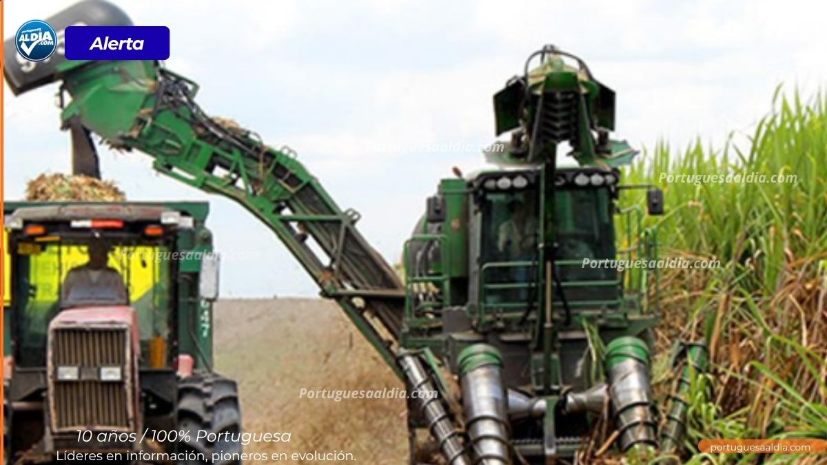 Alerta en el sector azucarero