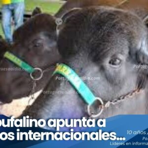 Criabúfalo