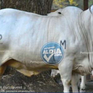 Feria Nacional del Cebú