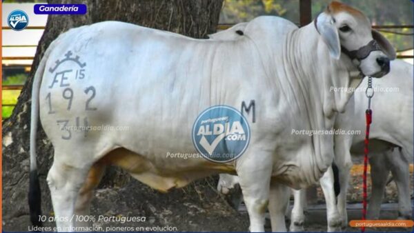 Feria Nacional del Cebú
