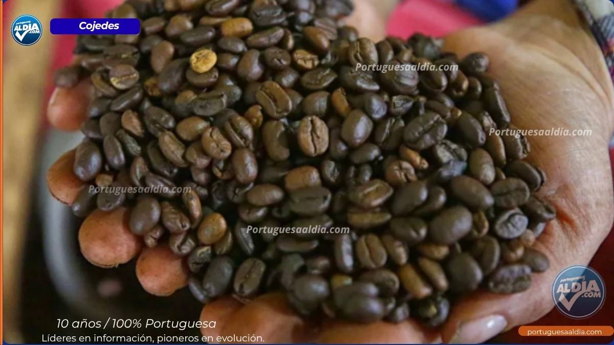 Infografía que resume los mercados principales del café de Venezuela, destacando a EE. UU. y Rusia como líderes en demanda.