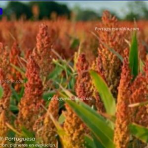Cultivo de sorgo en fase de maduración en los llanos venezolanos.