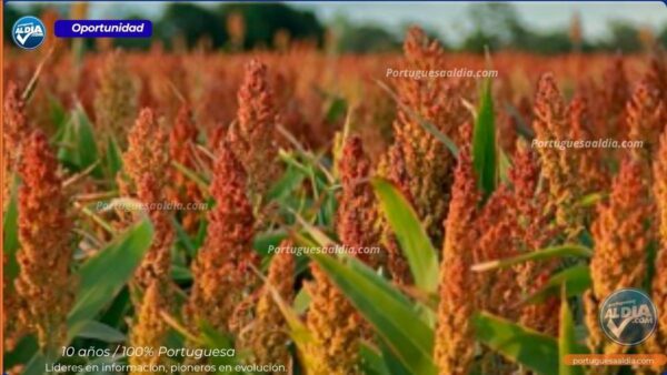 Cultivo de sorgo en fase de maduración en los llanos venezolanos.