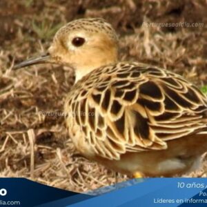 Hito científico en Portuguesa: Avistan por primera vez al playerito dorado, ave migratoria en peligro de extinción