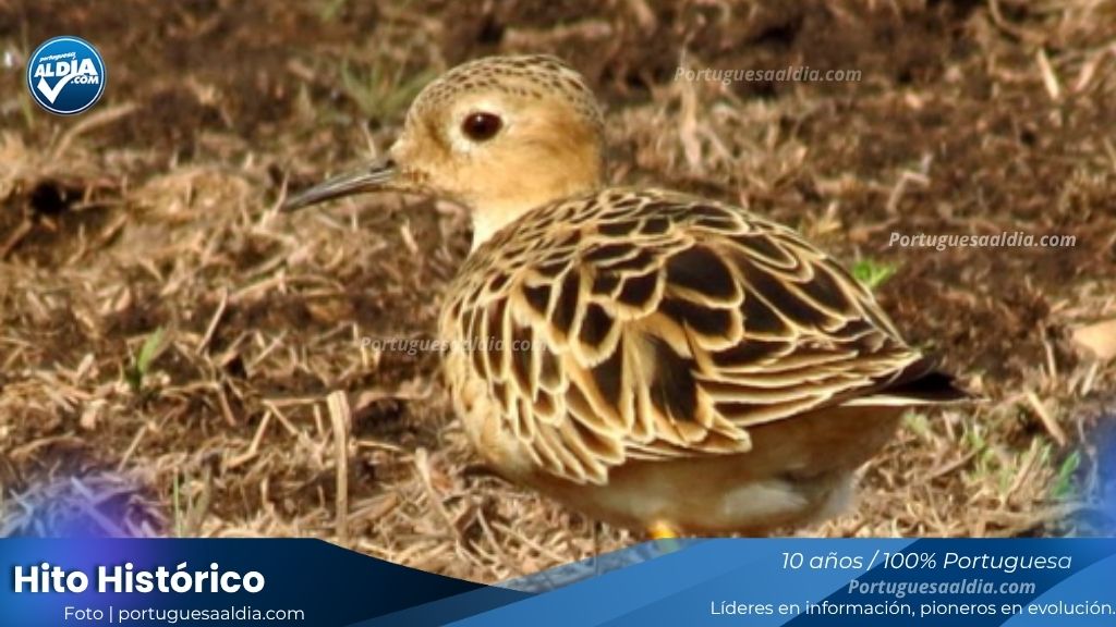 Hito científico en Portuguesa: Avistan por primera vez al playerito dorado, ave migratoria en peligro de extinción