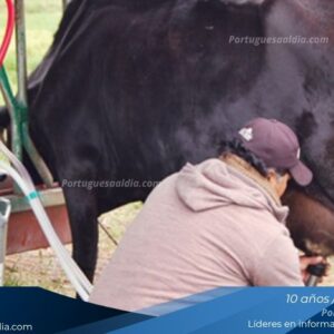 Productores de Portuguesa y Barinas reportan estabilidad en los precios promedio del ganado y lácteos