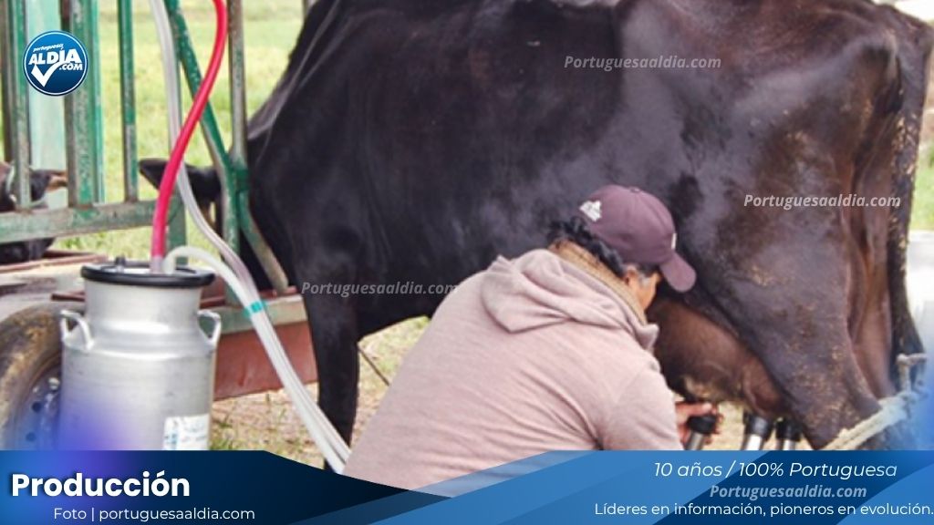 Productores de Portuguesa y Barinas reportan estabilidad en los precios promedio del ganado y lácteos