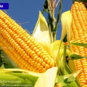 Dólar Credito la economia de portuguesa