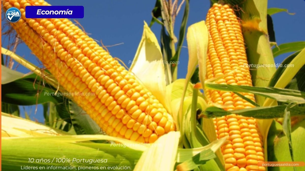 Dólar Credito la economia de portuguesa