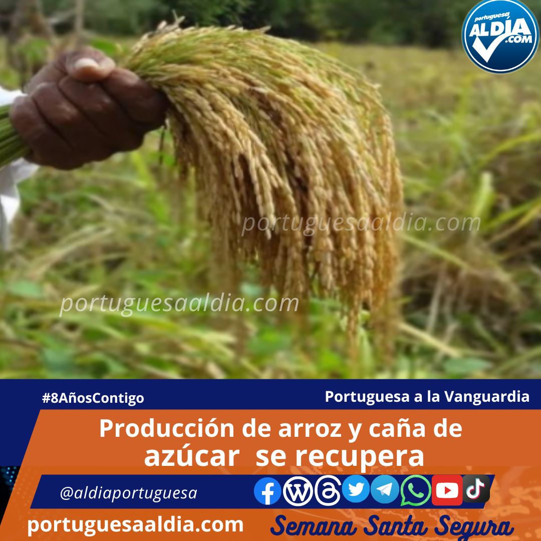 Arroz y Caña de Azúcar