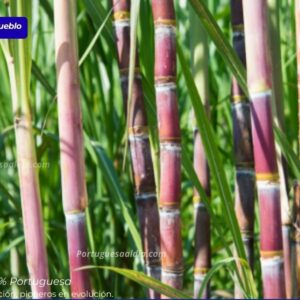 Central Portuguesa supera el millón y medio de toneladas de caña molida en la zafra 2025-2026