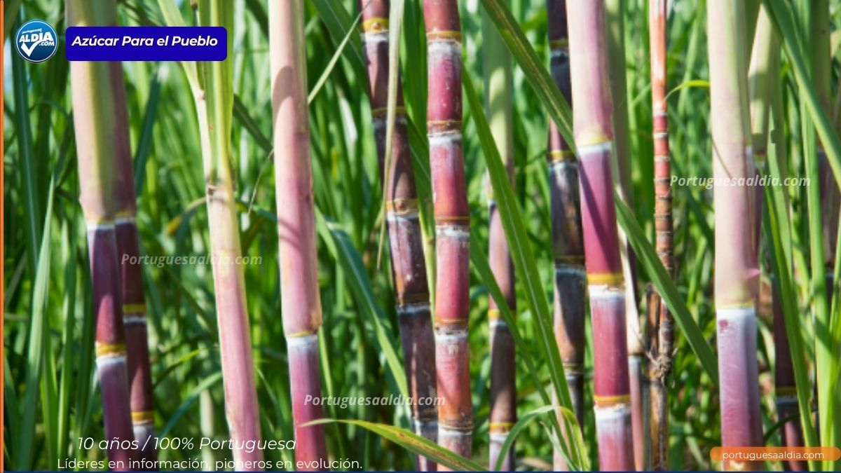 Central Portuguesa supera el millón y medio de toneladas de caña molida en la zafra 2025-2026