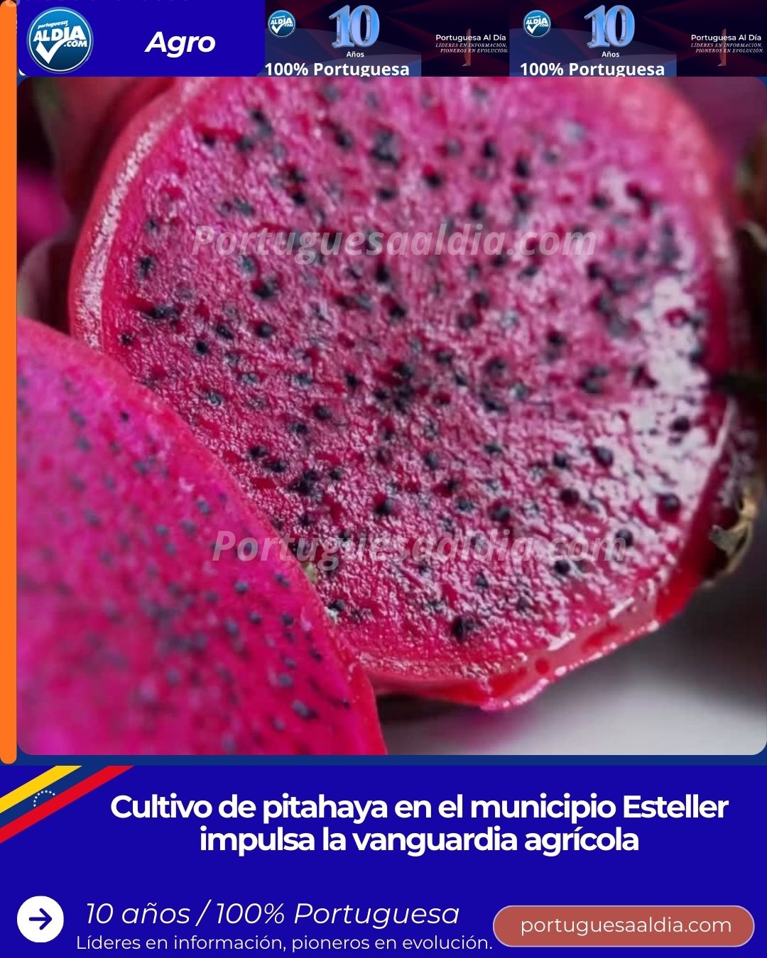 Cultivo de pitahaya en el municipio Esteller impulsa la vanguardia agrícola