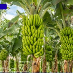 precio del platano venezuela