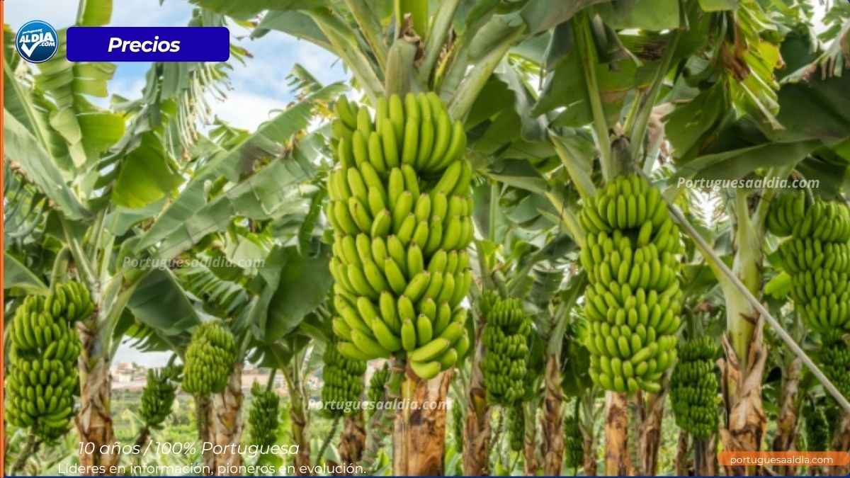 precio del platano venezuela